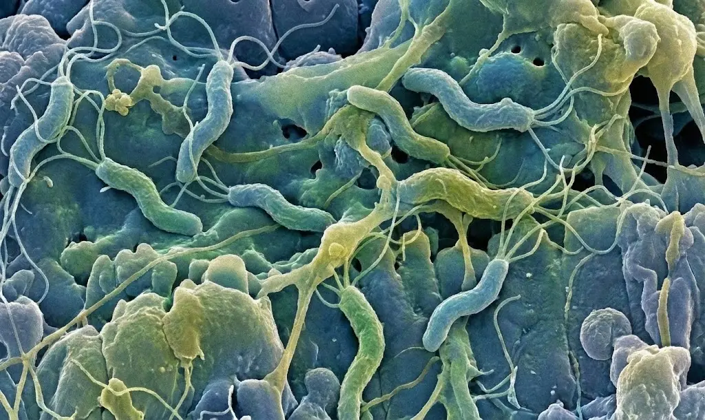 ピロリ菌のイメージ